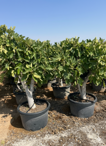 Vijgenboom - Ficus Carica Calabacita Blanca  - 40 jaar oude boom