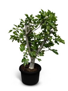 Vijgenboom - Ficus Carica Calabacita Blanca  - 40 jaar oude boom