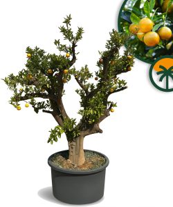 Sinaasappelboom XXXL - Citrus Sinensis - 250 cm