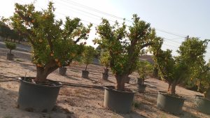 Sinaasappelboom XXXL - Citrus Sinensis - 250 cm