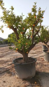 Sinaasappelboom XXXL - Citrus Sinensis - 250 cm
