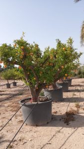 Sinaasappelboom XXXL - Citrus Sinensis - 250 cm