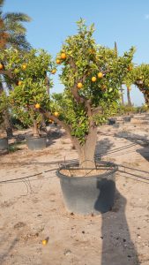 Sinaasappelboom XXXL - Citrus Sinensis - 250 cm