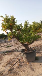 Sinaasappelboom XXXL - Citrus Sinensis - 250 cm