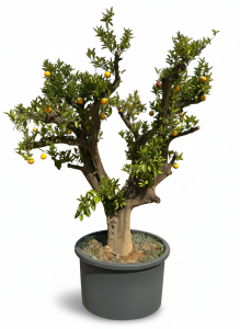 Sinaasappelboom XXXL - Citrus Sinensis - 250 cm