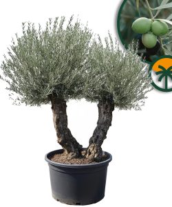 Olijfboom Bonsai - Dubbele stam - 240 cm