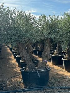 Olijfboom Bonsai - Dubbele stam - 240 cm