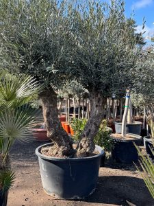Olijfboom Bonsai - Dubbele stam - 240 cm