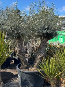 Olijfboom Bonsai - Dubbele stam - 240 cm