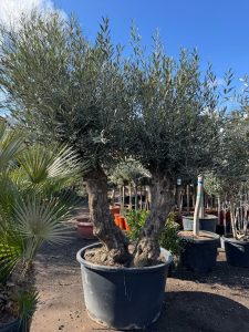 Olijfboom Bonsai - Dubbele stam - 240 cm