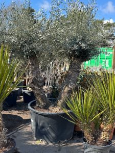 Olijfboom Bonsai - Dubbele stam - 240 cm