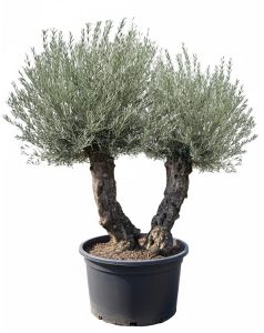 Olijfboom Bonsai - Dubbele stam - 240 cm