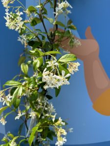 Toscaanse Jasmijn - hoogte 120-140 cm - 4 stuks