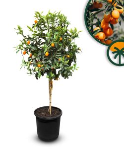 Kumquatboom - Citrus Fortunella - 160 cm