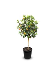 Kumquatboom - Citrus Fortunella - 160 cm