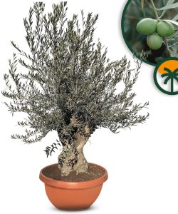 Olijfboom - Olea Europaea - Bonsai in deco schaal - 90 jaar oude boom