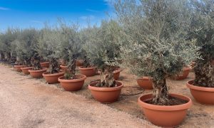 Olijfboom - Olea Europaea - Bonsai in deco schaal - 90 jaar oude boom
