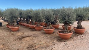 Olijfboom - Olea Europaea - Bonsai in deco schaal - 90 jaar oude boom