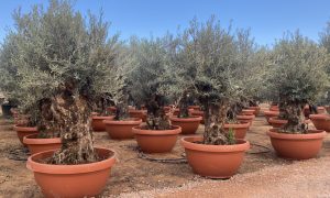 Olijfboom - Olea Europaea - Bonsai in deco schaal - 90 jaar oude boom