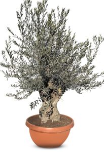 Olijfboom - Olea Europaea - Bonsai in deco schaal - 90 jaar oude boom