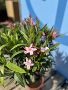 Roze Oleander op stam - hoogte 100/120 cm