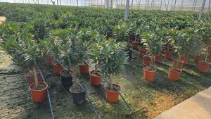 Roze Oleander op stam - hoogte 100/120 cm