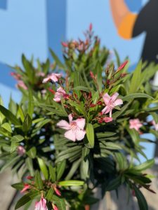Roze Oleander op stam - hoogte 100/120 cm