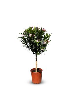 Roze Oleander op stam - hoogte 100/120 cm