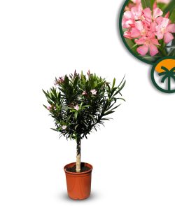 Roze Oleander op stam - hoogte 90/110 cm