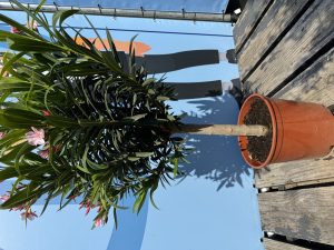 Roze Oleander op stam - hoogte 90/110 cm