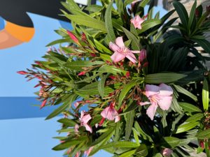 Roze Oleander op stam - hoogte 90/110 cm