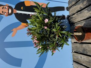 Roze Oleander op stam - hoogte 90/110 cm