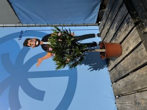 Roze Oleander op stam - hoogte 90/110 cm