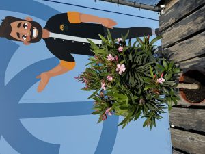Roze Oleander op stam - hoogte 90/110 cm
