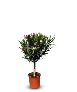 Roze Oleander op stam - hoogte 90/110 cm