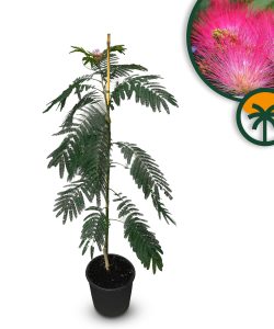 Perzische slaapboom - Albizia julibrissin 'Ombrella'