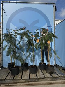 Perzische slaapboom - Albizia julibrissin 'Ombrella'