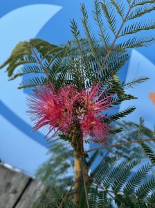 Perzische slaapboom - Albizia julibrissin 'Ombrella'