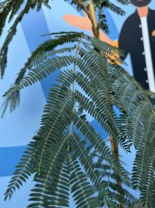 Perzische slaapboom - Albizia julibrissin 'Ombrella'