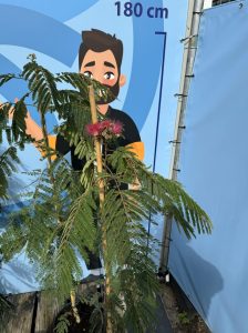 Perzische slaapboom - Albizia julibrissin 'Ombrella'