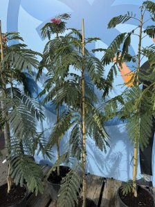 Perzische slaapboom - Albizia julibrissin 'Ombrella'