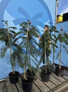 Perzische slaapboom - Albizia julibrissin 'Ombrella'
