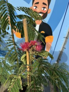 Perzische slaapboom - Albizia julibrissin 'Ombrella'
