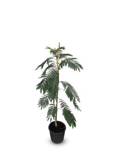 Perzische slaapboom - Albizia julibrissin 'Ombrella'