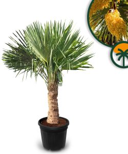 Palmboom - Trachycarpus Fortunei 40-50 cm
