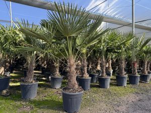 Palmboom - Trachycarpus Fortunei 40-50 cm