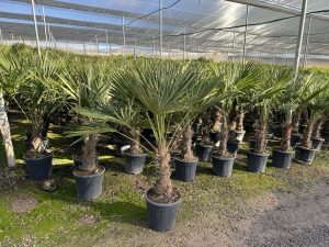 Palmboom - Trachycarpus Fortunei 40-50 cm