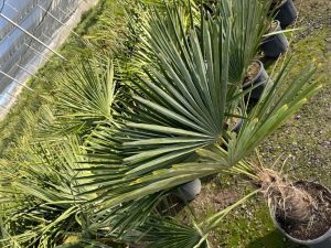 Palmboom - Trachycarpus Fortunei 40-50 cm