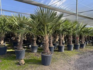 Palmboom - Trachycarpus Fortunei 40-50 cm