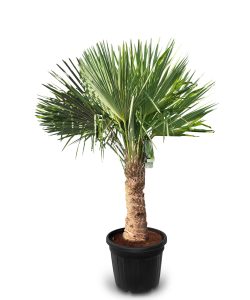 Palmboom - Trachycarpus Fortunei 40-50 cm